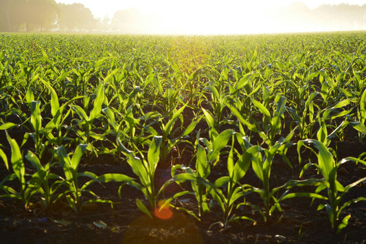Maak kennis met Prosus Agri – Samen groeien naar een duurzame landbouw